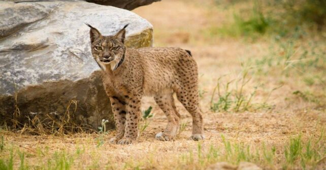 Lince ibérico Brisa cumple 21 años en Murcia
