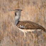 Le projet LIFE Agroestepas Ibéricas promeut l'agriculture pour sauver des oiseaux comme l'outarde et l'outarde naine