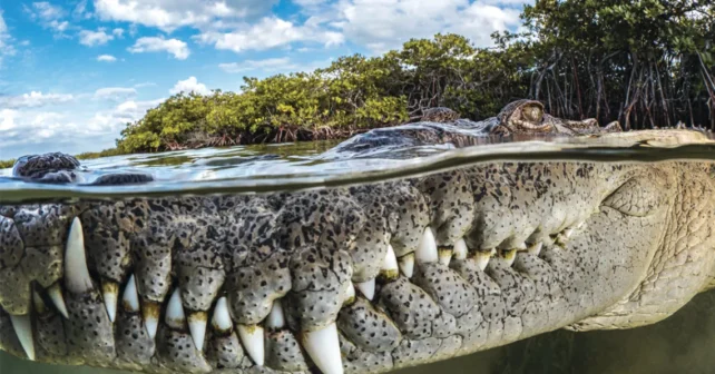 Gros plan du museau d'un crocodile d'eau salée américain dans l'eau avec des mangroves derrière lui dans les Jardins de la Reine, Cuba.