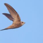 Les défenseurs des droits des animaux exigent des mesures urgentes à Cordoue car la plus grande colonie de martinets est en danger