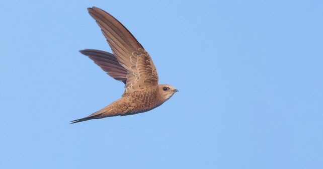 Vencejo pálido volando, especie protegida cuya mayor colonia en Córdoba anida en el Hospital Provincial.