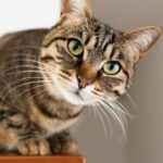 Les experts mettent en garde : vous semblez rendre votre chat heureux, mais c'est la meilleure façon pour votre chat de vivre plus longtemps.