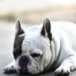 Les experts vétérinaires le confirment : ce sont les 10 races de chiens avec l'espérance de vie la plus courte et certaines n'atteignent pas 5 ans