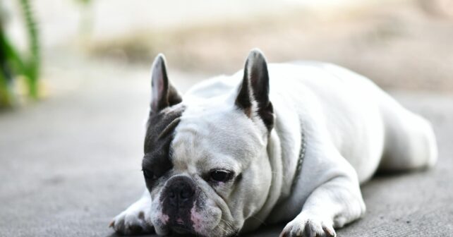 Bulldog francés tumbado con expresión cansada, una de las razas con menor esperanza de vida.