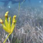 Les herbiers marins de la Méditerranée seront protégés par le gouvernement