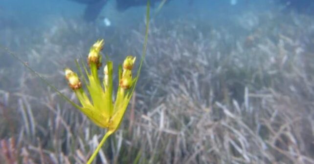 Las fanerógamas marinas del Mediterráneo serán protegidas por el Gobierno