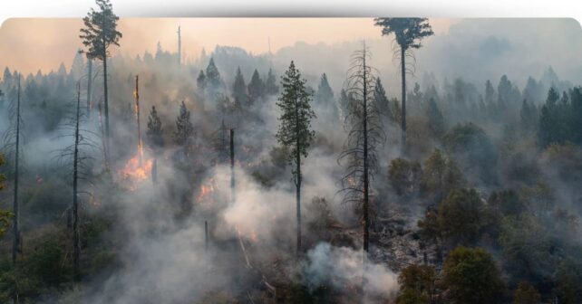 Canarias incorpora robots para prevenir incendios forestales con maquinaria avanzada