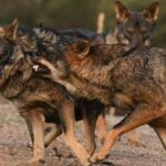 Les loups sont de plus en plus nombreux en Espagne et en une décennie leur nombre a doublé