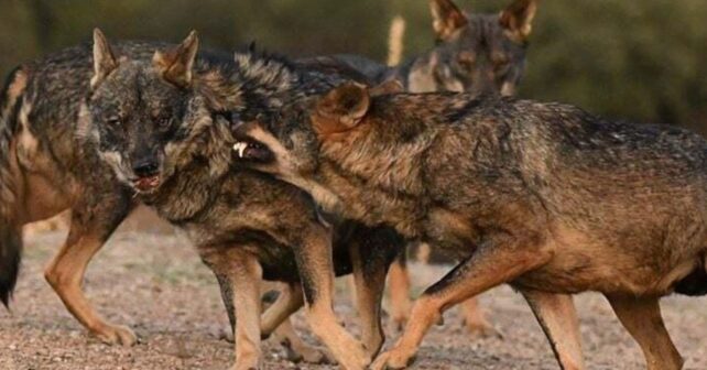 Manada de lobos ibéricos en España, donde el nuevo censo nacional confirma el aumento de ejemplares y 333 manadas.