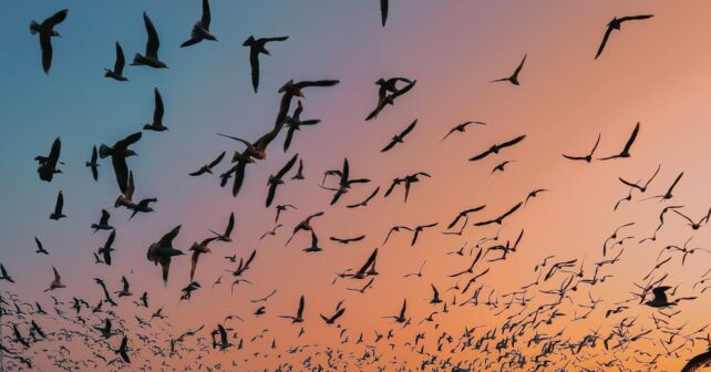 Aves migratorias amenazadas durante su ruta global en contexto de crisis debatida en COP15