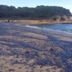 Les plages d'Espagne sont couvertes d'animaux qui teignent le rivage en bleu et annoncent l'arrivée du printemps