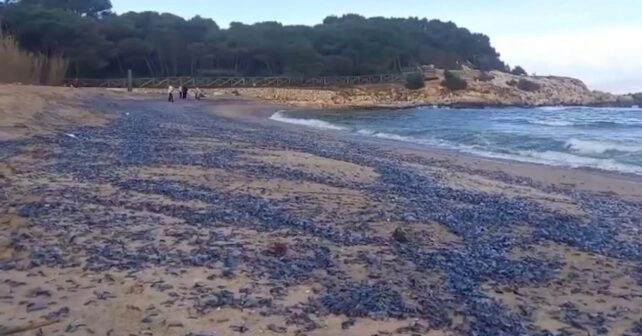 Playa cubierta de barquetas de Sant Pere (Velella velella) tras un temporal de levante en la Costa Brava.