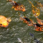 Les poissons migrateurs s'effondrent de 81 % et mettent en garde contre une extinction mondiale dans les principales rivières