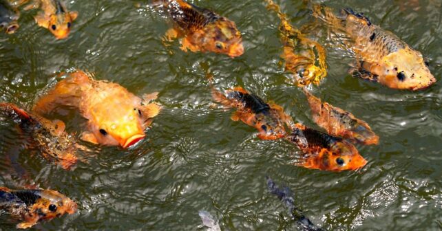 Peces migratorios colapsan 81% y alertan extinción global en ecosistemas fluviales