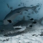 Les requins bouledogues ont des relations sociales complexes comme les humains