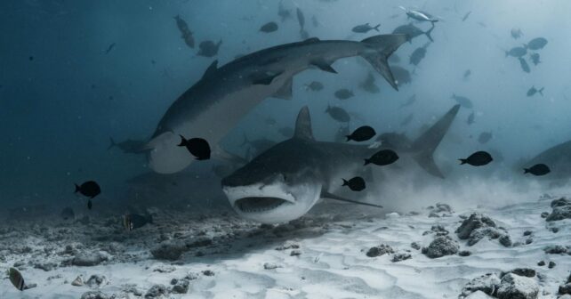 los tiburones toro tienen relaciones sociales complejas