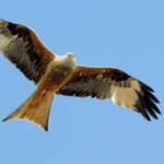 Les sauvetages d'animaux sauvages augmentent en Navarre et les revenus augmentent avec davantage d'oiseaux blessés et de cas extrêmes