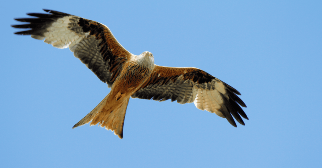 Aumentan rescates de fauna en Navarra y crecen ingresos con animales recuperados