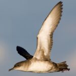 Les subventions de la Fondation Endesa pour la Biodiversité soutiennent la conservation des espèces menacées