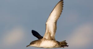 ayudas Fundación Endesa biodiversidad
