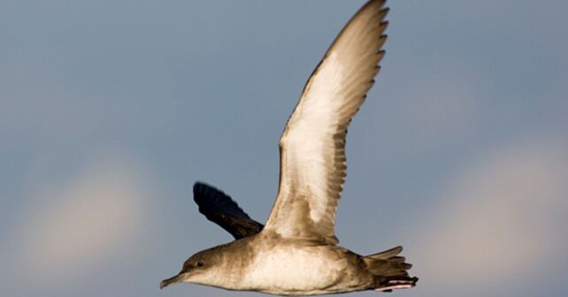 ayudas Fundación Endesa biodiversidad