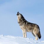 Les zoologistes espéraient que les loups restaureraient 100 % de l'écosystème de Yellowstone, mais la réalité est pire que prévu.