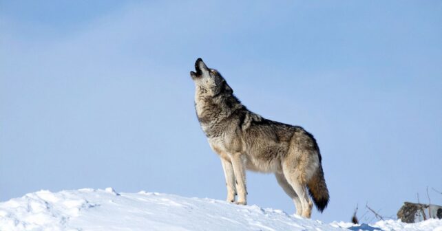 Lobo gris aullando sobre la nieve en Yellowstone tras la reintroducción que buscaba restaurar el ecosistema.