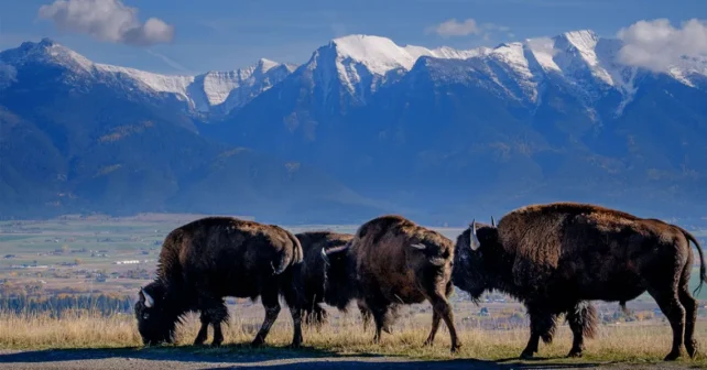 Profils de trois bisons paissant à côté d’une route avec des montagnes enneigées en arrière-plan.