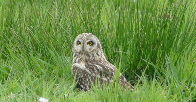 Control biológico topillo campesino Castilla y León