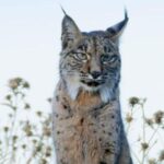 Merveilleux lynx ibérique orphelin relâché à Lorca pour renforcer la population en pleine expansion de l'espèce