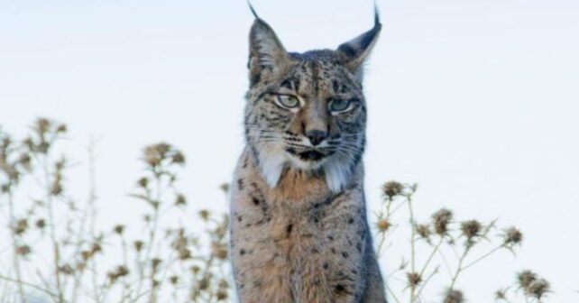 Liberan lince ibérico huérfano Wonders en Lorca para reforzar la población