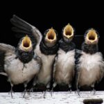 Nids d'oiseaux migrateurs détruits en Estrémadure signalés par SEO/BirdLife