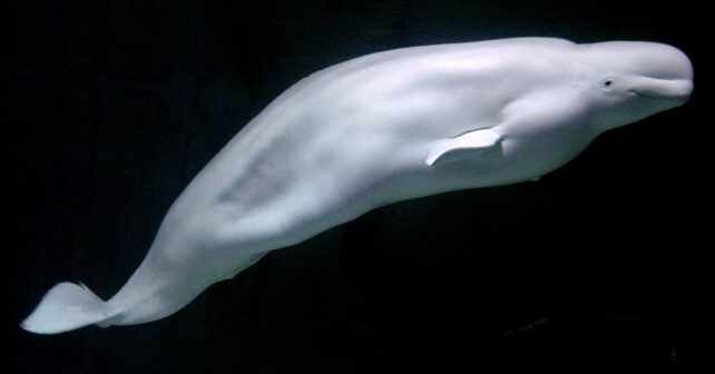 Beluga blanca nadando fuera de su hábitat en el Mar del Norte tras ser avistada en Bélgica.