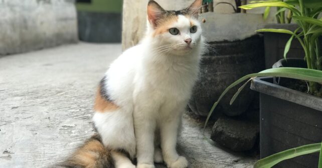 Gato doméstico sentado que ilustra el reflejo de enderezamiento que permite a los gatos caer siempre de pie.