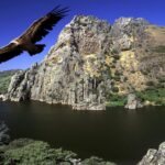 Plans de rétablissement des espèces menacées en Estrémadure face à l'effondrement de la faune