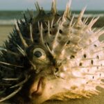 Poisson-globe détecté dans les eaux galiciennes et tropicalisation confirmée