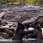 Pourquoi les grizzlis du Canada sont à nouveau en danger et comment le tourisme peut aider