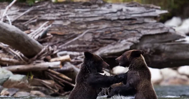 Des oursons grizzlis s'ébattent dans une rivière