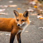 Prédateurs au parfum de vanille : une méthode pour éviter les attaques de renards