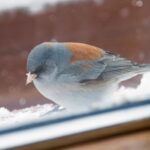 Qu'est-ce que cela signifie lorsque les oiseaux chantent près de votre fenêtre et pourquoi c'est la meilleure nouvelle pour votre santé