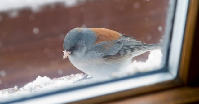 Pájaro posado junto a una ventana en una vivienda urbana, símbolo de la presencia de aves y bienestar ambiental.