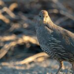 SEO BirdLife appelle à un moratoire sur la chasse aux cailles en raison du déclin de la population après avoir perdu plus de 60 % des spécimens