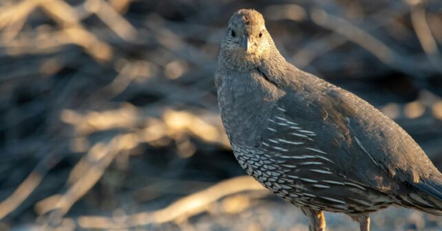 SEO BirdLife pide moratoria de la caza codorniz por declive poblacional