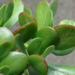 Si votre arbre de jade commence à avoir des feuilles brunes, ne l'ignorez pas : c'est généralement le premier signe que quelque chose ne va pas (et cela peut être réparé).