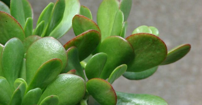 Árbol de jade con hojas verdes carnosas (Crassula ovata), una suculenta que puede presentar manchas marrones por exceso de riego o sol.