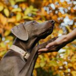 Si votre chien s'assoit dos à vous, ce n'est pas parce qu'il vous ignore, selon les vétérinaires, il vous surveille et montre également qu'il vous fait confiance.