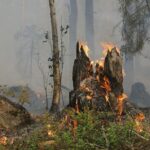 Technologie numérique pour la gestion des incendies de forêt en Aragon avec l'application FLAMA