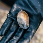 Tournant clé dans la zone humide: des petxinots et des barbillons sont lâchés à l'Albufera pour sauver les espèces menacées