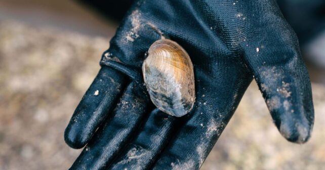 Sueltan petxinots y barbos en l’Albufera para salvar la especie en peligro