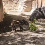 Un animal en voie d'extinction est né en Espagne et les scientifiques explosent d'émotion : ils se battent pour cette espèce depuis plus de 20 ans